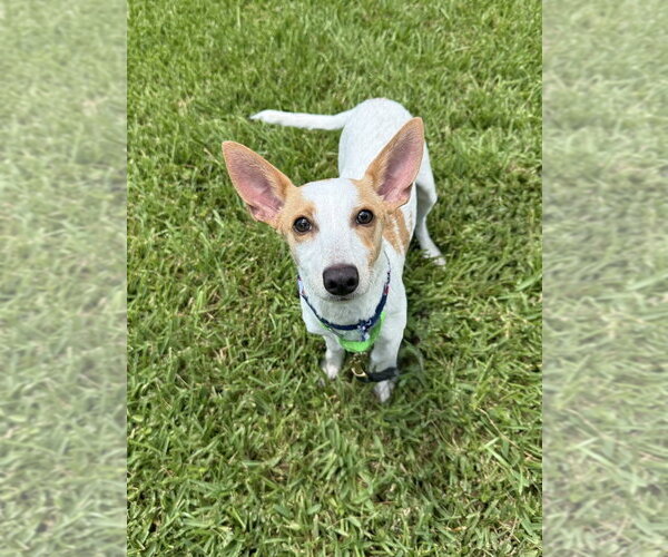 Medium Photo #7 Mutt Puppy For Sale in San Leon, TX, USA