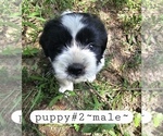 Image preview for Ad Listing. Nickname: Litter of 5