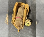 SALLY - Female Labrador Retriever Puppy for Sale - Photo #4
