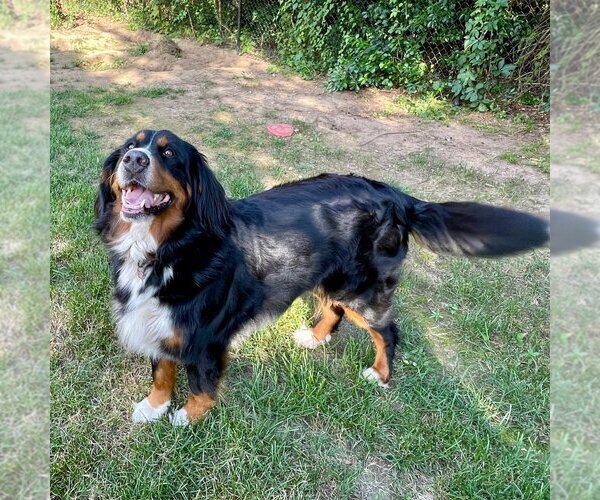 Medium Photo #20 Bernese Mountain Dog Puppy For Sale in Canton, CT, USA