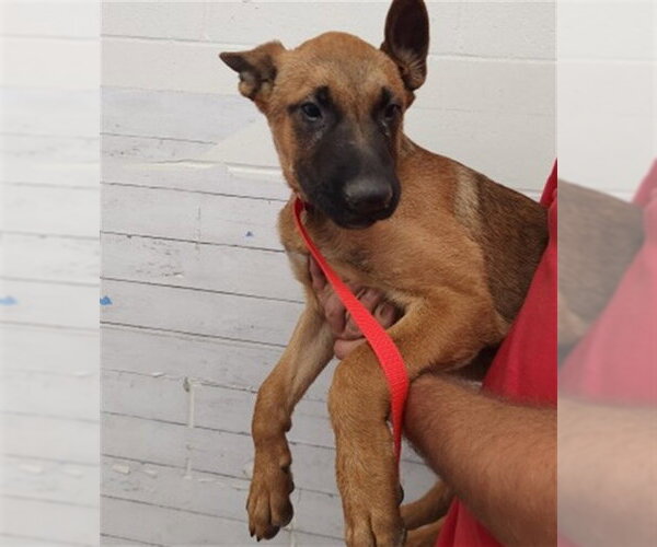 Medium Photo #1 Mutt Puppy For Sale in San Bernardino, CA, USA