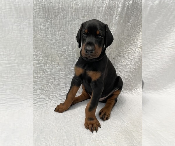 Medium Photo #5 Doberman Pinscher Puppy For Sale in FREDERICKTOWN, MO, USA