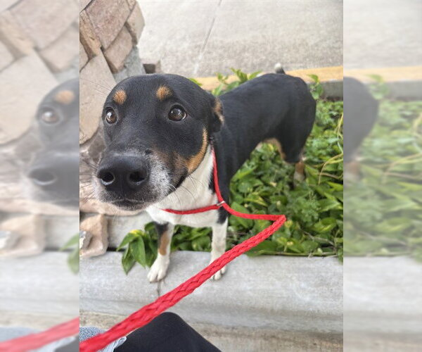 Medium Photo #1 German Shepherd Dog-Unknown Mix Puppy For Sale in Pasadena, TX, USA