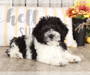 Havanese-Poodle (Toy) Mix Puppy for sale in MOUNT VERNON, OH, USA