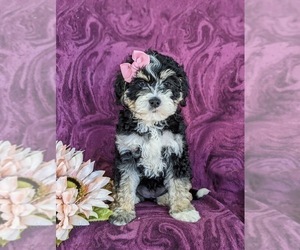 Miniature Bernedoodle-Poodle (Miniature) Mix Puppy for sale in OXFORD, PA, USA