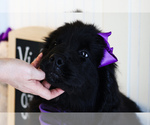 Small #1 Newfoundland
