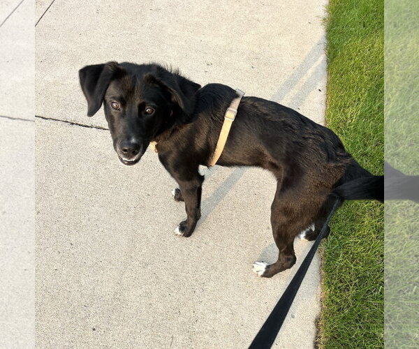 Medium Photo #4 Labrador Retriever-Unknown Mix Puppy For Sale in Fargo, ND, USA