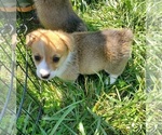 Small Photo #11 Pembroke Welsh Corgi Puppy For Sale in RICHLAND, MO, USA