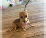 Small #3 Chihuahua Mix