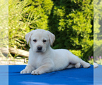Small Photo #5 Labrador Retriever Puppy For Sale in GORDONVILLE, PA, USA