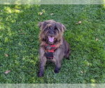 Small #1 Affenpinscher Mix