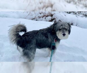 Mutt Dogs for adoption in Winter Park, CO, USA