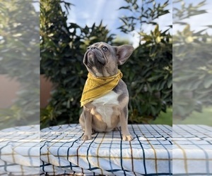 French Bulldog Puppy for sale in OJAI, CA, USA