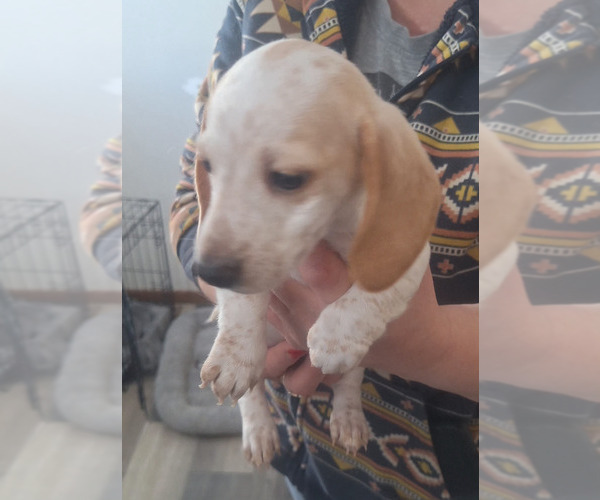 Medium Photo #8 Dachshund Puppy For Sale in DALTON, MN, USA