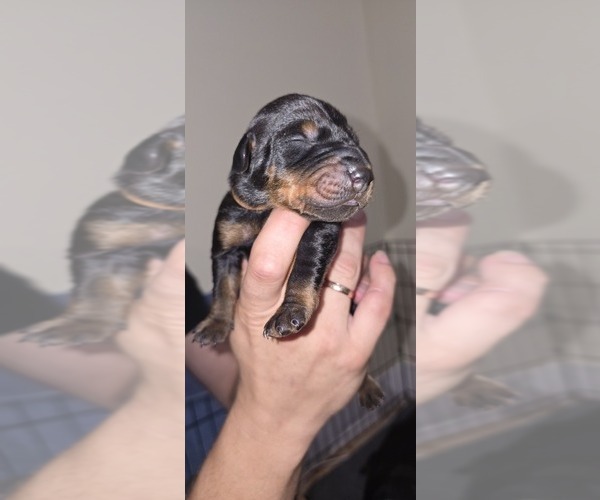 Medium Photo #7 Doberman Pinscher Puppy For Sale in WHEELING, IL, USA