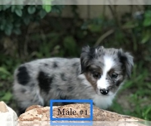 Miniature Australian Shepherd Puppy for sale in NATURITA, CO, USA