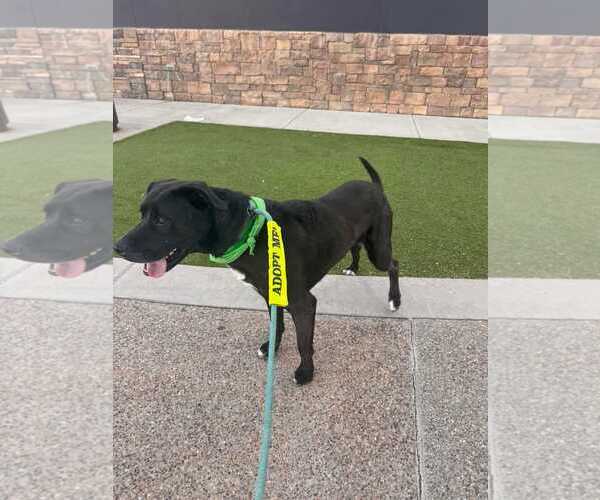 Medium Photo #8 American Pit Bull Terrier-Labrador Retriever Mix Puppy For Sale in Chandler, AZ, USA