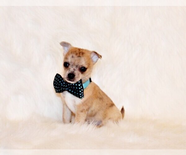 Medium Photo #55 Chihuahua Puppy For Sale in CHARLESTON, AR, USA