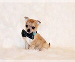 Small Photo #55 Chihuahua Puppy For Sale in CHARLESTON, AR, USA
