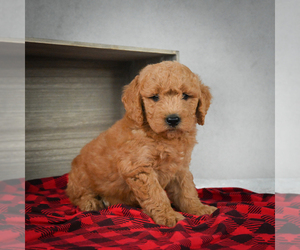 Goldendoodle Puppy for sale in ITASCA, TX, USA