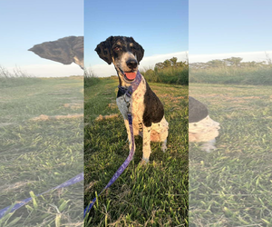 Poodle (Standard) Dogs for adoption in Coralville, IA, USA
