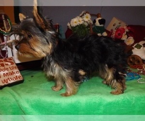 Mother of the Yorkshire Terrier puppies born on 10/29/2025