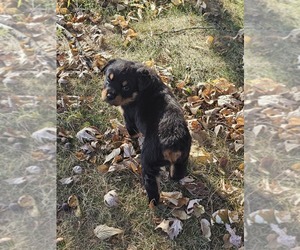 Rottweiler Puppy for sale in WAVERLY, MO, USA