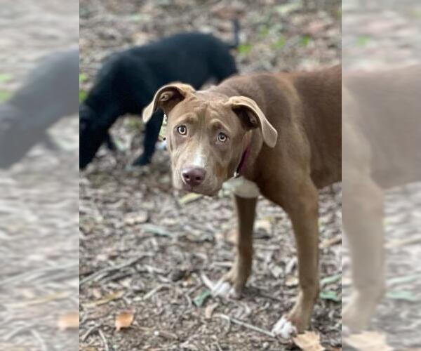 Medium Photo #11 Mutt Puppy For Sale in Holly Springs, NC, USA