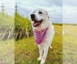 Small #4 Great Pyrenees