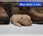 Small #18 Labrador Retriever