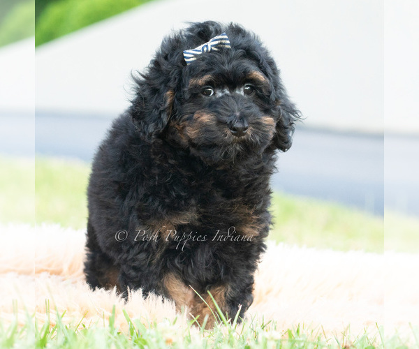 Medium Photo #5 Poodle (Miniature) Puppy For Sale in WARSAW, IN, USA