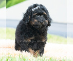 Small #4 Poodle (Miniature)