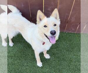Marshmallow - Female Siberian Husky-Unknown Mix Dog for Adoption - Photo #13