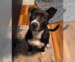 Small #5 Mutt