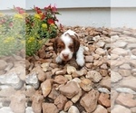 Small #3 Dachshund