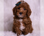 Puppy Moonlight AKC Poodle (Toy)