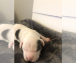 Small Photo #3 American Pit Bull Terrier Puppy For Sale in MOORESBURG, TN, USA