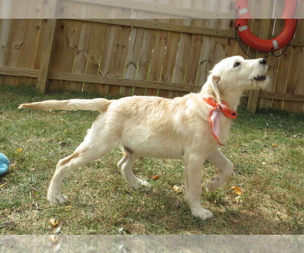 Medium Photo #4 Golden Retriever-Unknown Mix Puppy For Sale in Grovertown, IN, USA