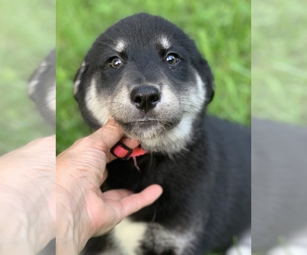 Medium Photo #2 Goberian Puppy For Sale in MORGANTOWN, IN, USA