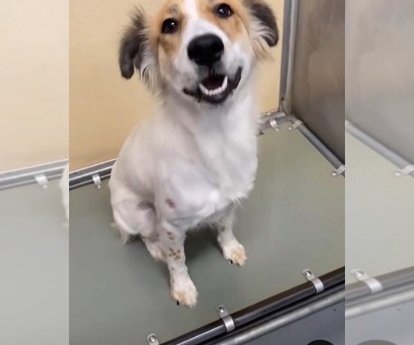 Medium Photo #7 Collie-Unknown Mix Puppy For Sale in New York, NY, USA