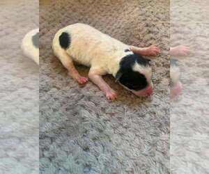 Medium Poodle (Miniature)