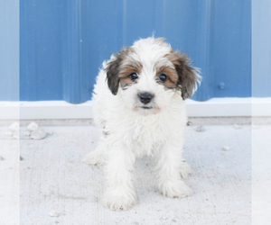 YorkiePoo Puppy for sale in PLEASANTON, KS, USA