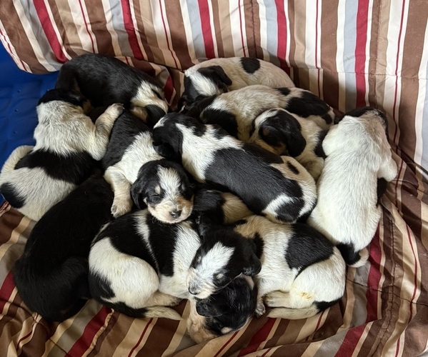 Medium Photo #1 Bernedoodle-Bluetick Coonhound Mix Puppy For Sale in RINGTOWN, PA, USA