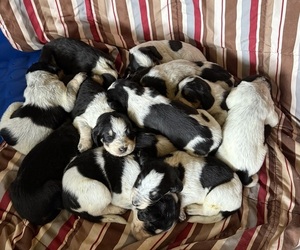Bernedoodle-Bluetick Coonhound Mix Litter for sale in RINGTOWN, PA, USA