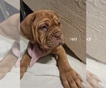 Puppy Red collar Dogue de Bordeaux