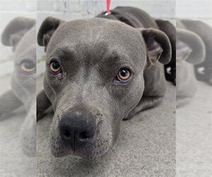 Mutt Dogs for adoption in San Bernardino, CA, USA