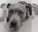 BUBBLES - Female Mutt Dog for Adoption - Small photo