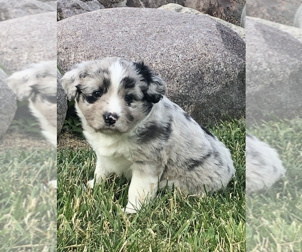Medium Photo #4 Miniature Australian Shepherd Puppy For Sale in CONGERVILLE, IL, USA