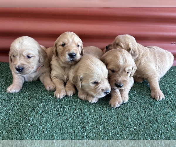 Medium Photo #5 English Cream Golden Retriever Puppy For Sale in CERES, CA, USA