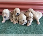 Small #4 English Cream Golden Retriever